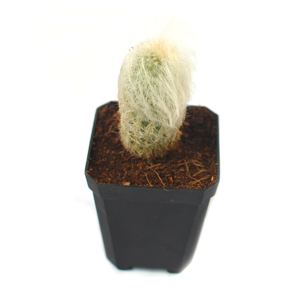  Espostoa Lanata Cotton Ball Cactus Plant