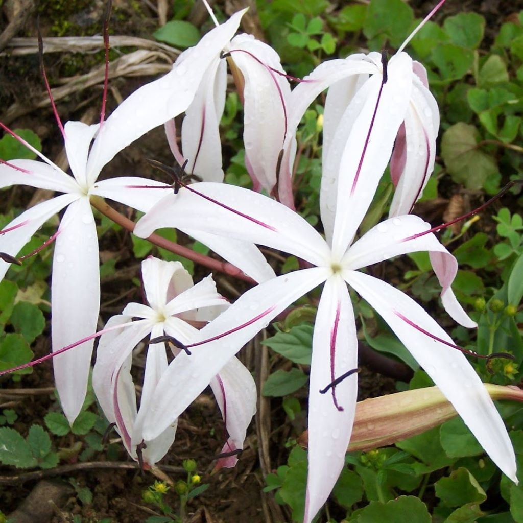 Crinum Amoenum (Bulbs)