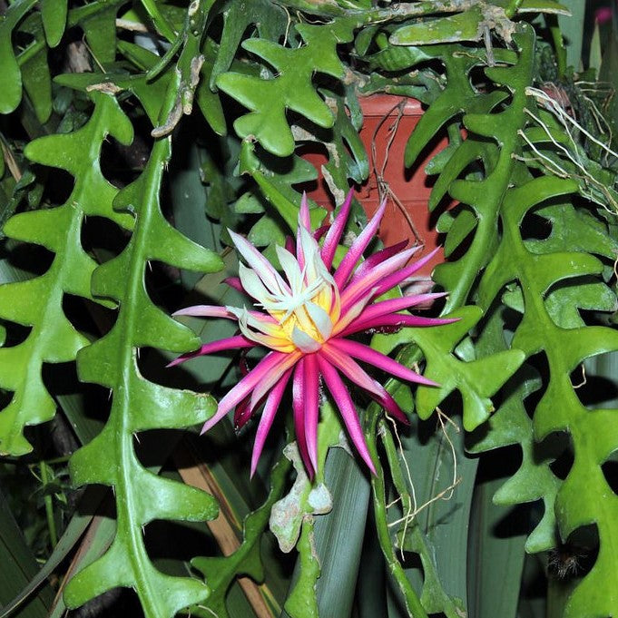  Rick Rack Cactus Cactus Plant