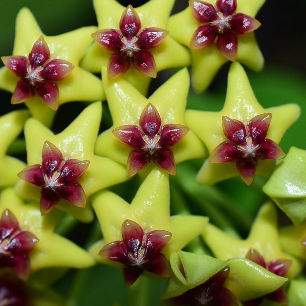  Hoya Cumingiana Plant