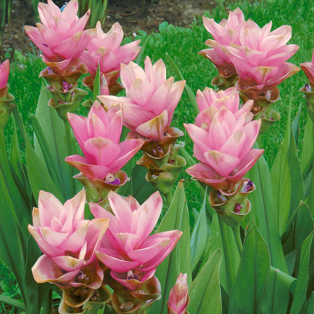 Curcuma Alismatifolia 'Pink'- Summer Tulip (Bulbs)