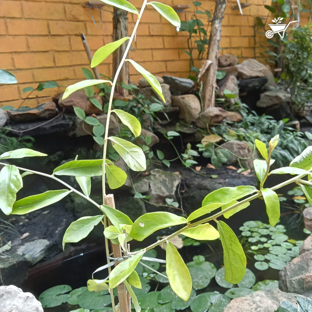  Vernonia Elaeagnifolia Curtain Creeper Plant