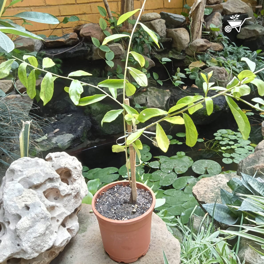  Vernonia Elaeagnifolia Curtain Creeper Plant