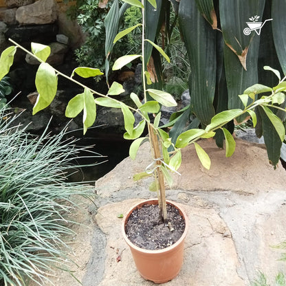  Vernonia Elaeagnifolia Curtain Creeper Plant