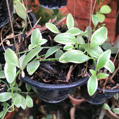  Dischidia Oiantha Variegata Plant