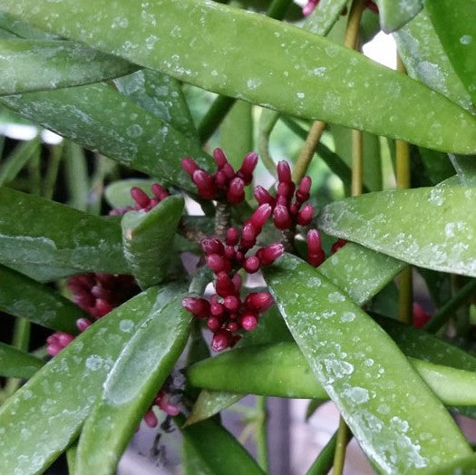  Dischidia Parasitica Plant