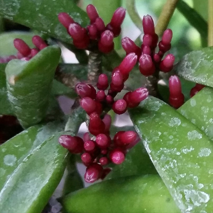  Dischidia Parasitica Plant