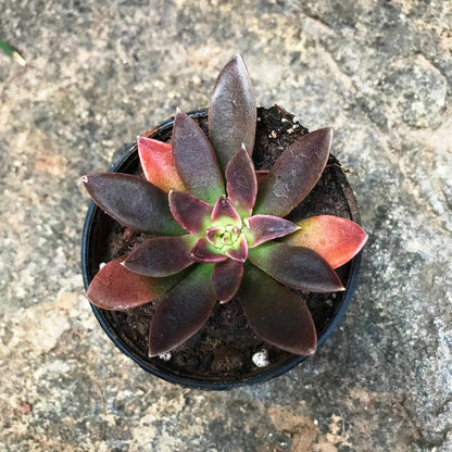  Echeveria Affinis Black Knight Succulent Plant