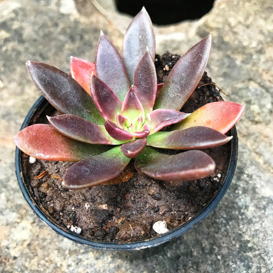  Echeveria Affinis Black Knight Succulent Plant