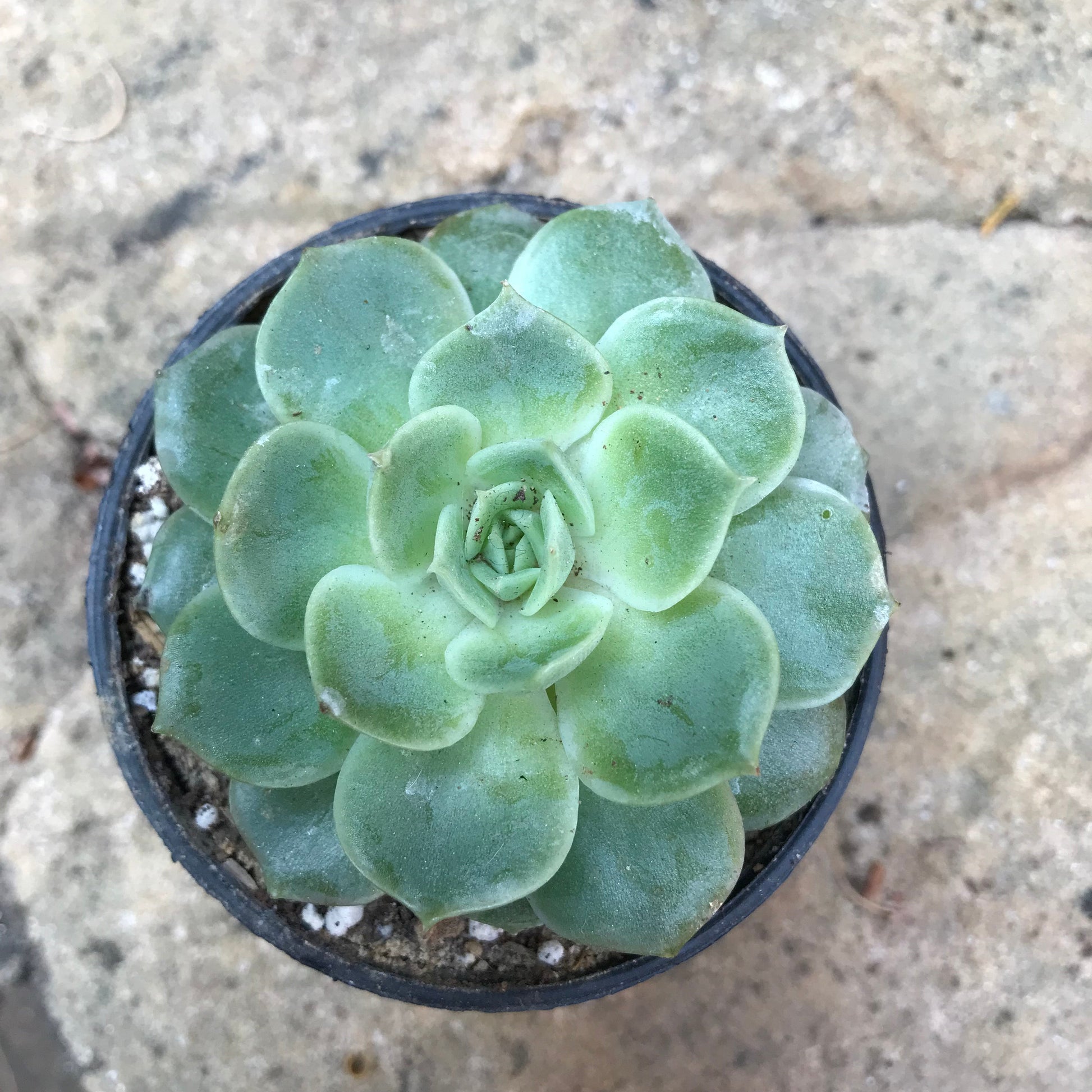  Echeveria Imbricata Blue Rose Succulent Plant