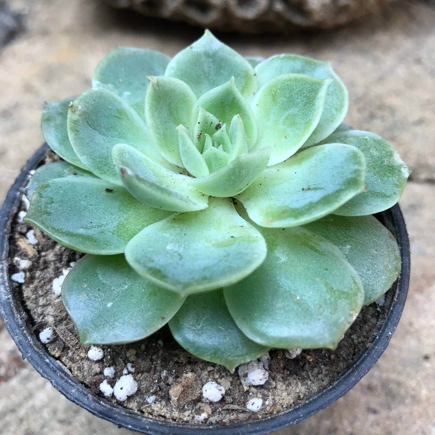  Echeveria Imbricata Blue Rose Succulent Plant