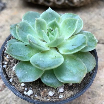  Echeveria Imbricata Blue Rose Succulent Plant