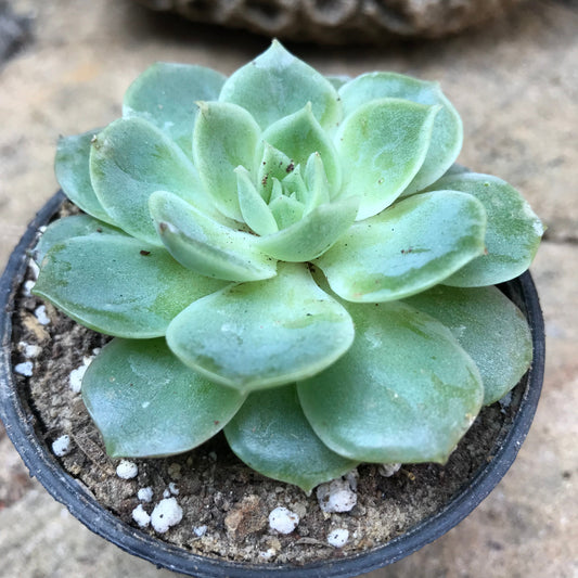  Echeveria Imbricata Blue Rose Succulent Plant