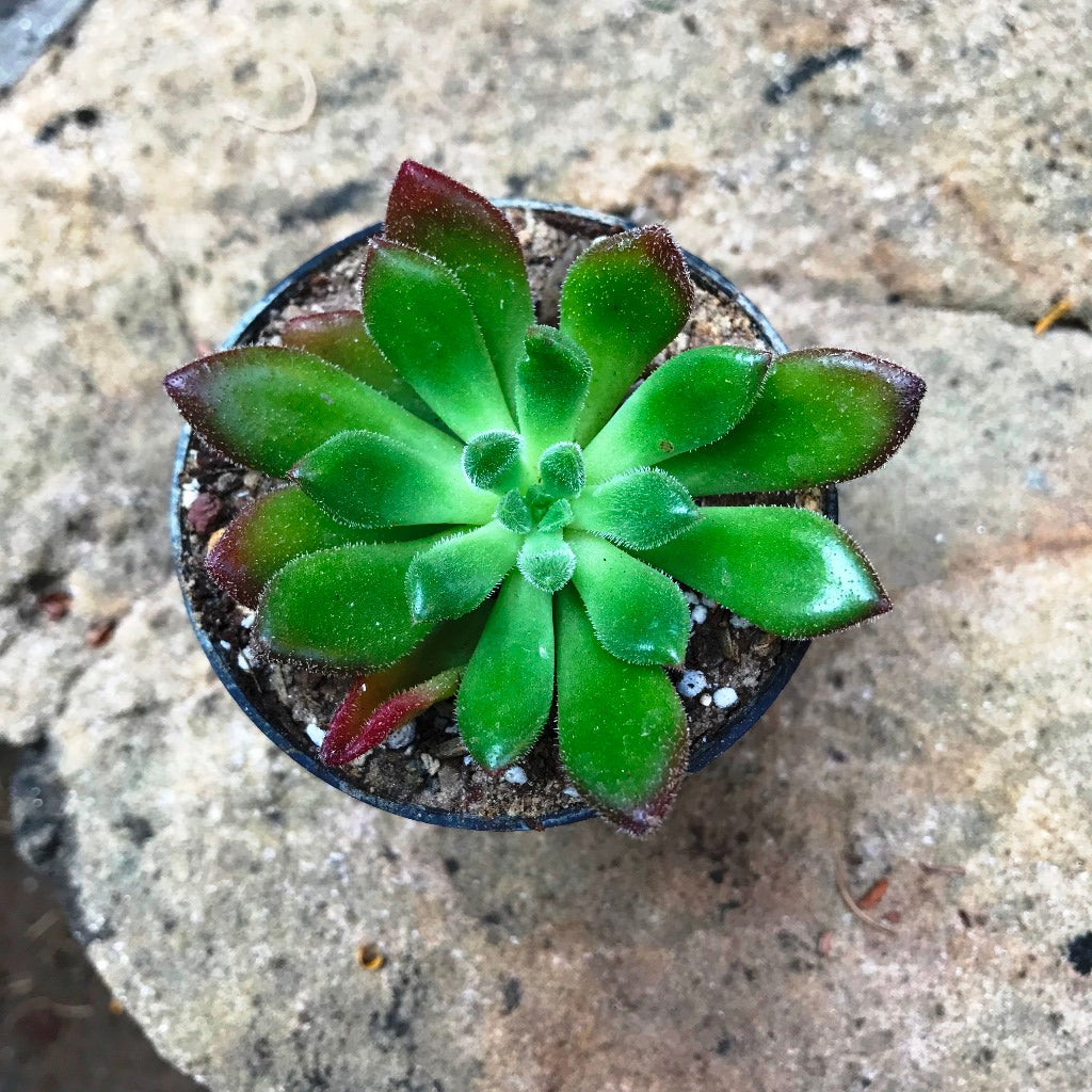  Echeveria Doris Taylor Succulent Plant