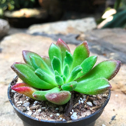  Echeveria Doris Taylor Succulent Plant