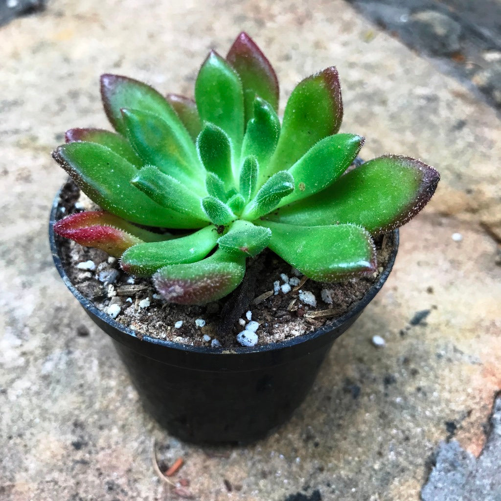  Echeveria Doris Taylor Succulent Plant