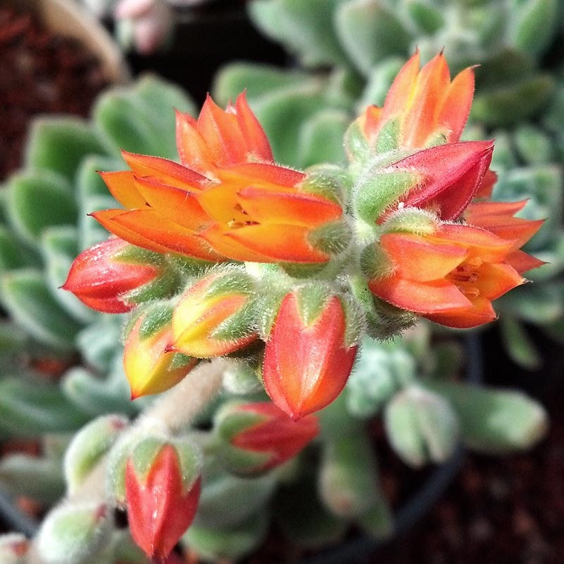  Echeveria Doris Taylor Succulent Plant