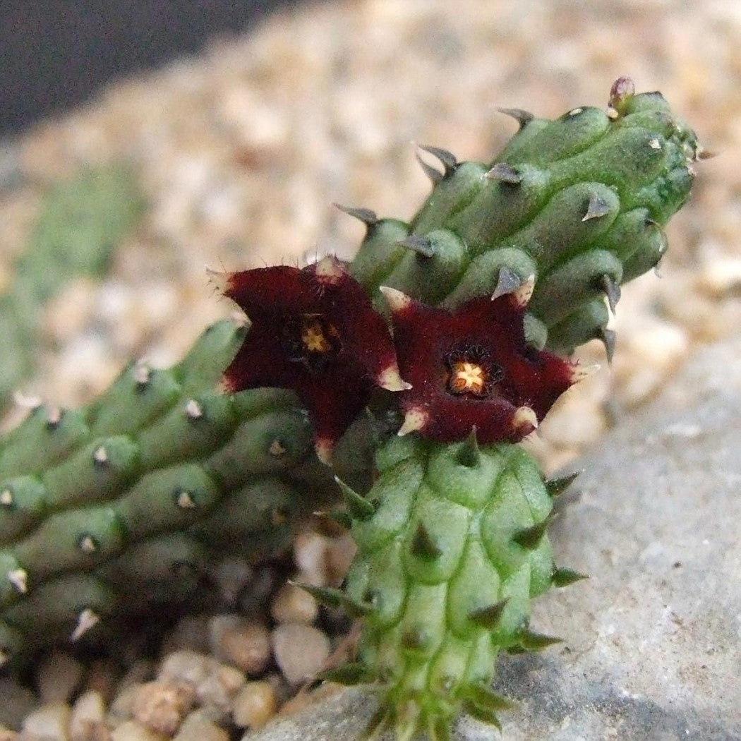  Echidnopsis Repens Succulent Plant