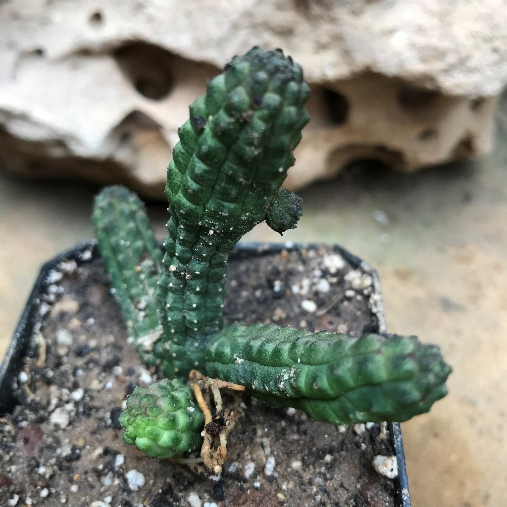  Echidnopsis Repens Succulent Plant