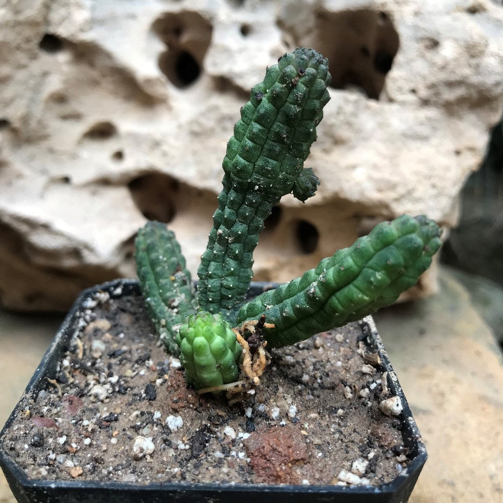  Echidnopsis Repens Succulent Plant