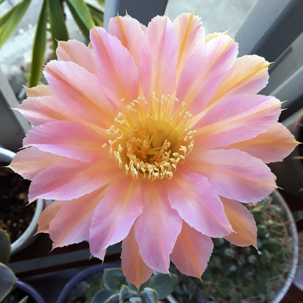  Echinopsis Rainbow Bursts Cactus Plant