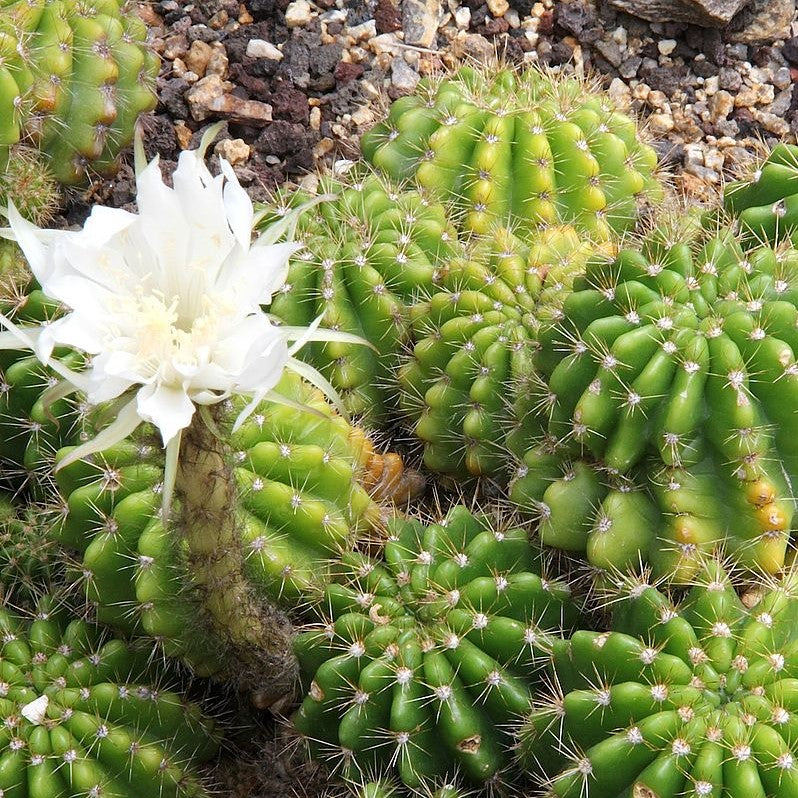  Echinopsis Calochlora Cactus Plant