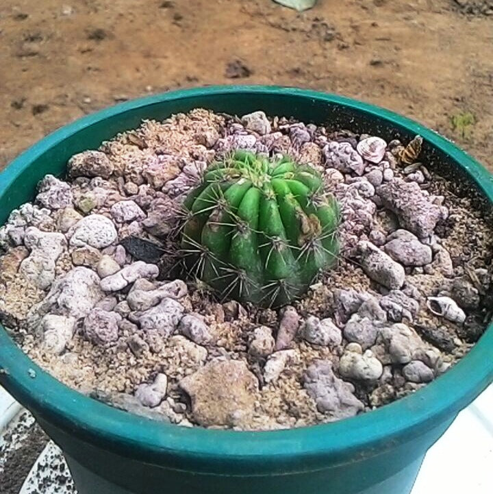  Echinopsis Calochlora Cactus Plant