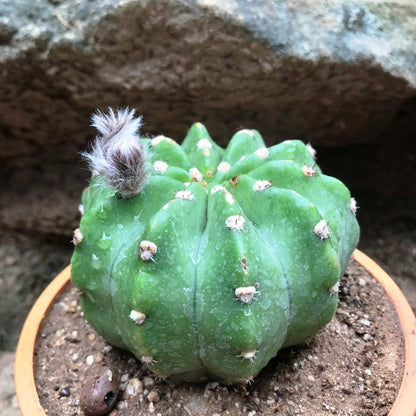  Echinopsis Subdenudata Cactus Plant