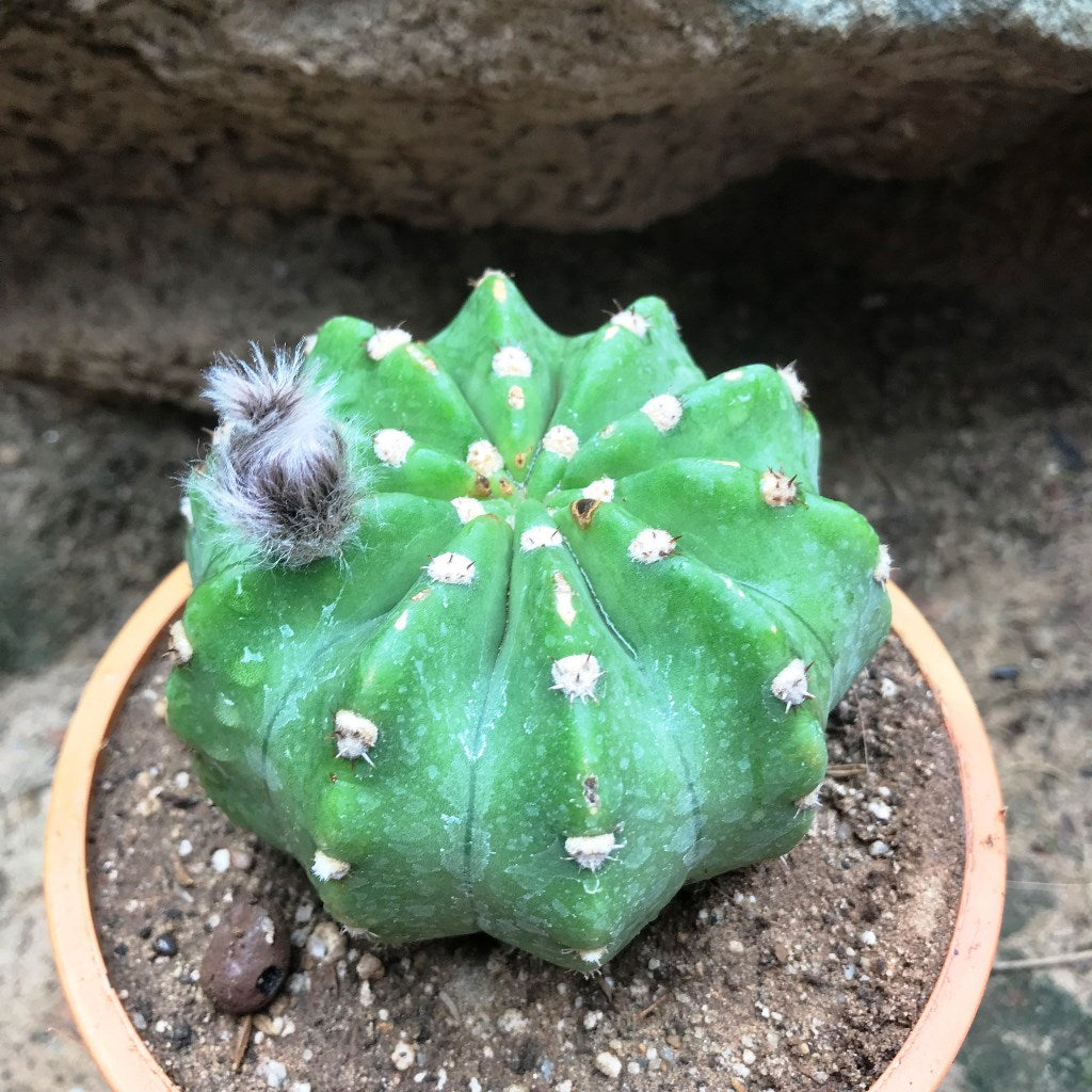  Echinopsis Subdenudata Cactus Plant