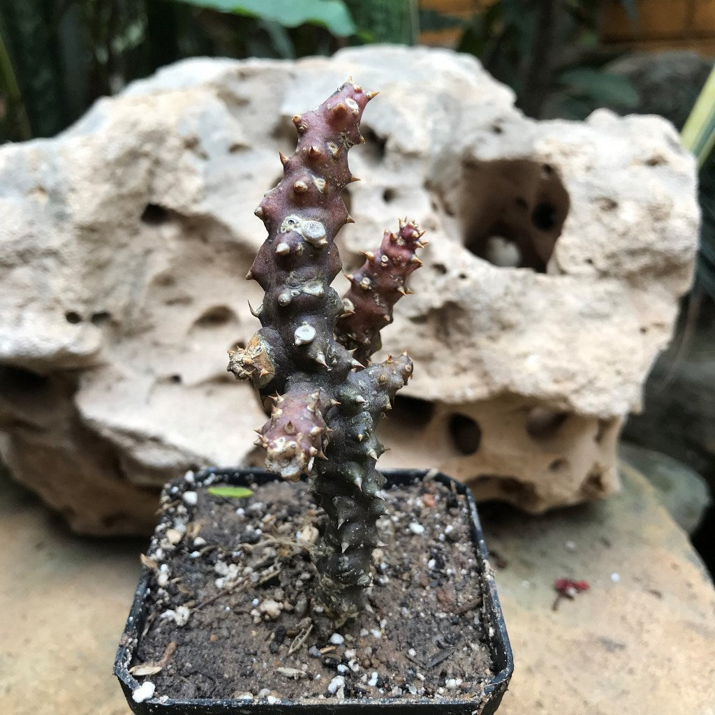  Edithocolea Grandish Succulent Plant