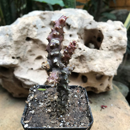  Edithocolea Grandish Succulent Plant