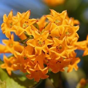  Orange Jessamine Plant