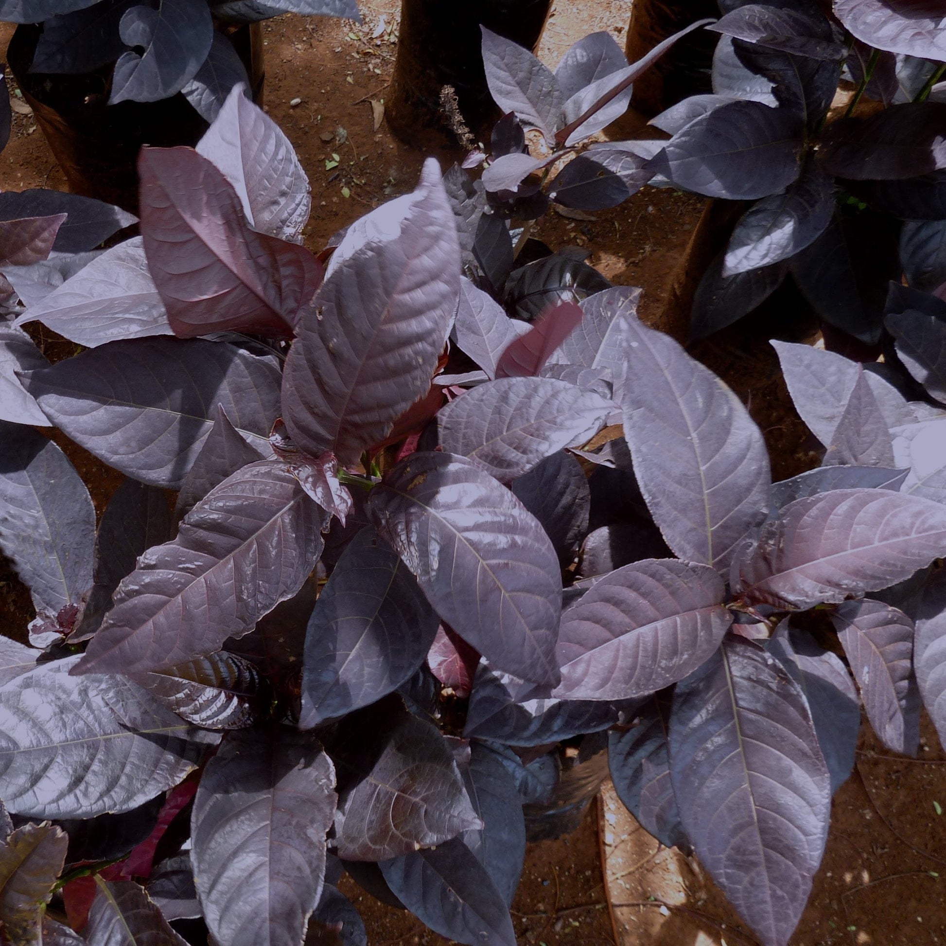  Eranthemum Black Magic Plant