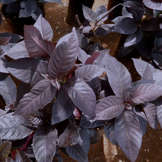  Eranthemum Black Magic Plant