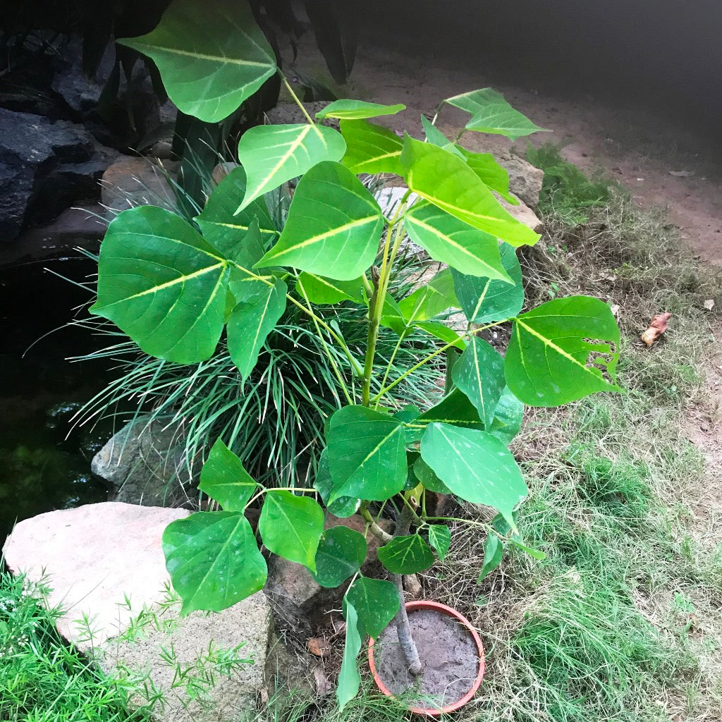  Erythrina Suberosa Pangaro Plant