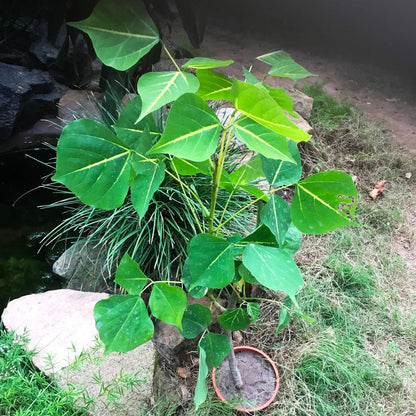  Erythrina Suberosa Pangaro Plant