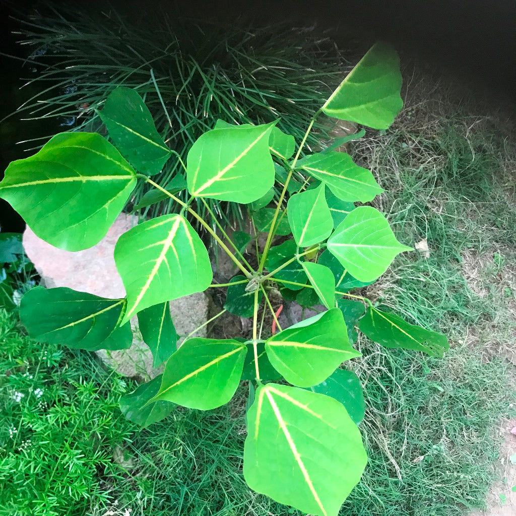  Erythrina Suberosa Pangaro Plant