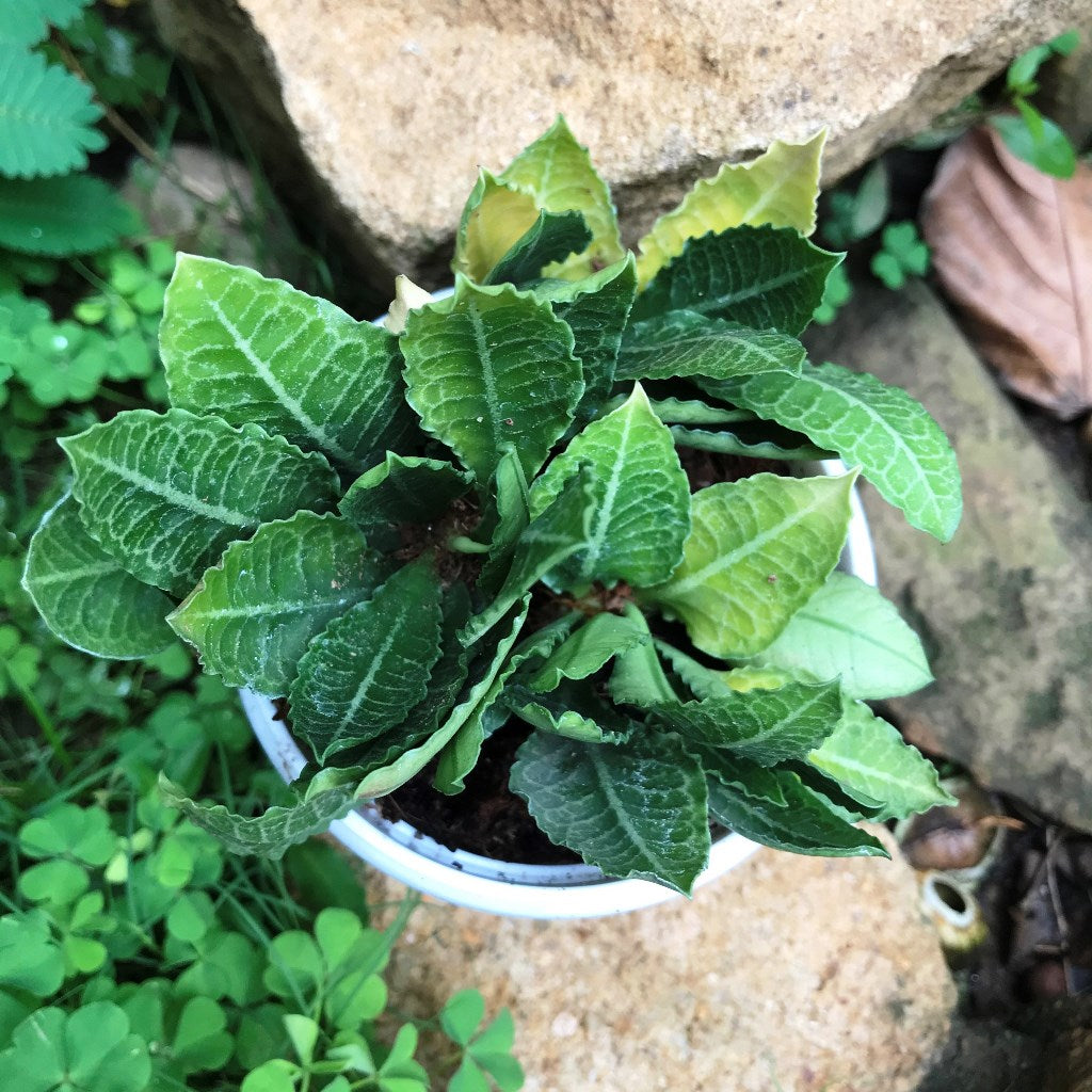  Euphorbia Francoisii Fitto Cactus Plant