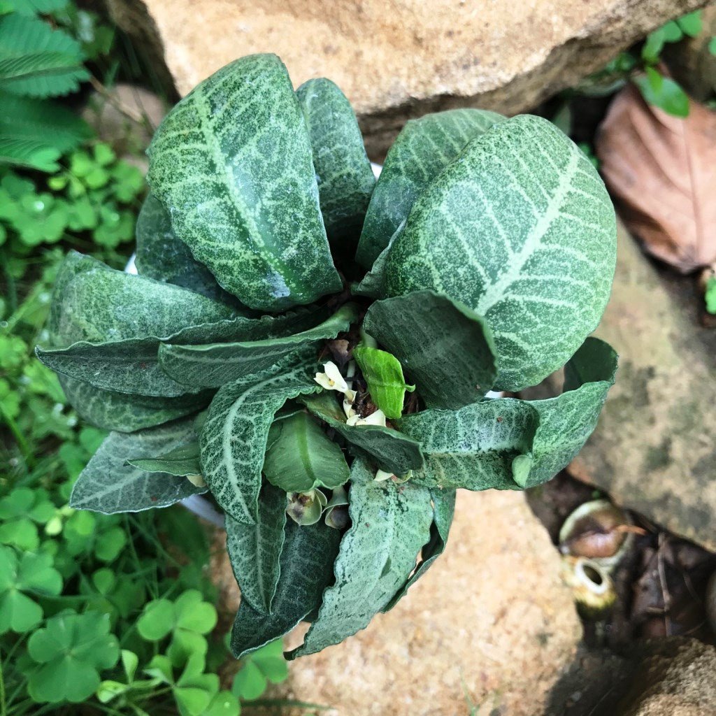  Euphorbia Francoisii Green Chutney Plant