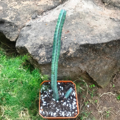  Euphorbia Heterochroma Cactus Plant