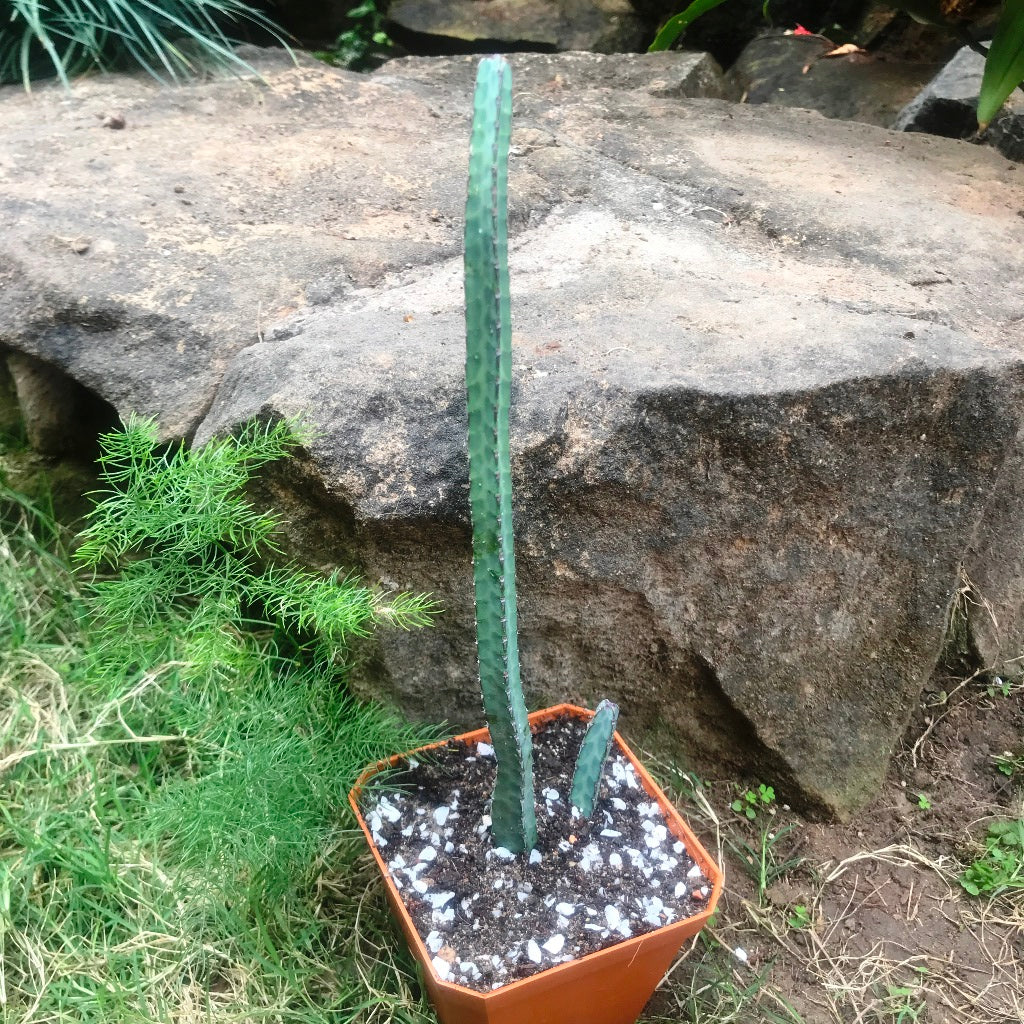  Euphorbia Heterochroma Cactus Plant