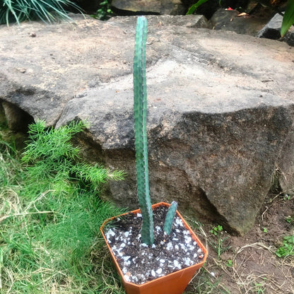  Euphorbia Heterochroma Cactus Plant