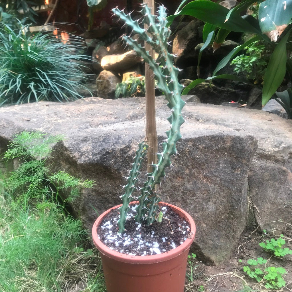  Euphorbia Knuthii Cactus Plant
