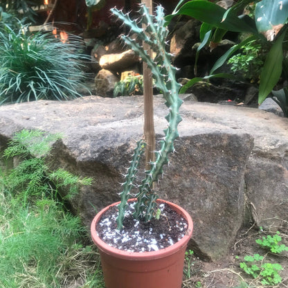  Euphorbia Knuthii Cactus Plant
