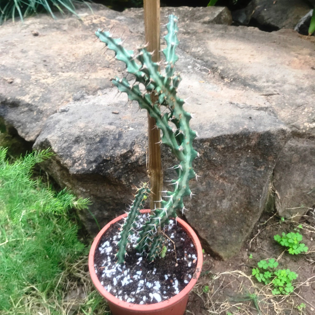  Euphorbia Knuthii Cactus Plant