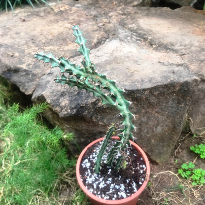  Euphorbia Knuthii Cactus Plant