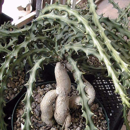  Euphorbia Knuthii Cactus Plant