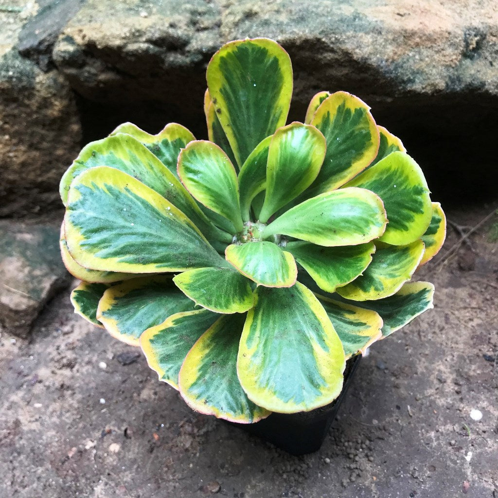  Euphorbia Poissonii Variegata Cactus Plant