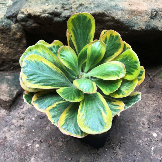  Euphorbia Poissonii Variegata Cactus Plant