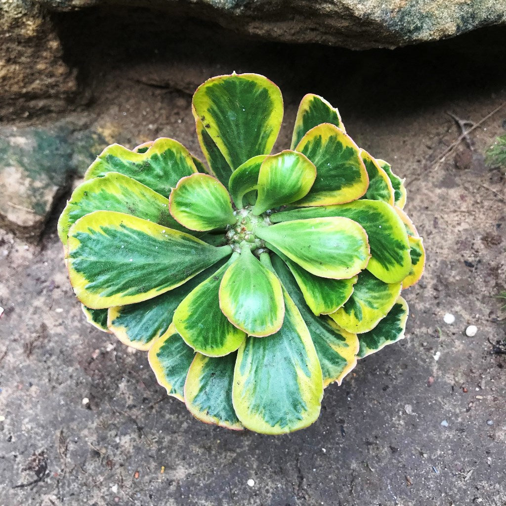  Euphorbia Poissonii Variegata Cactus Plant